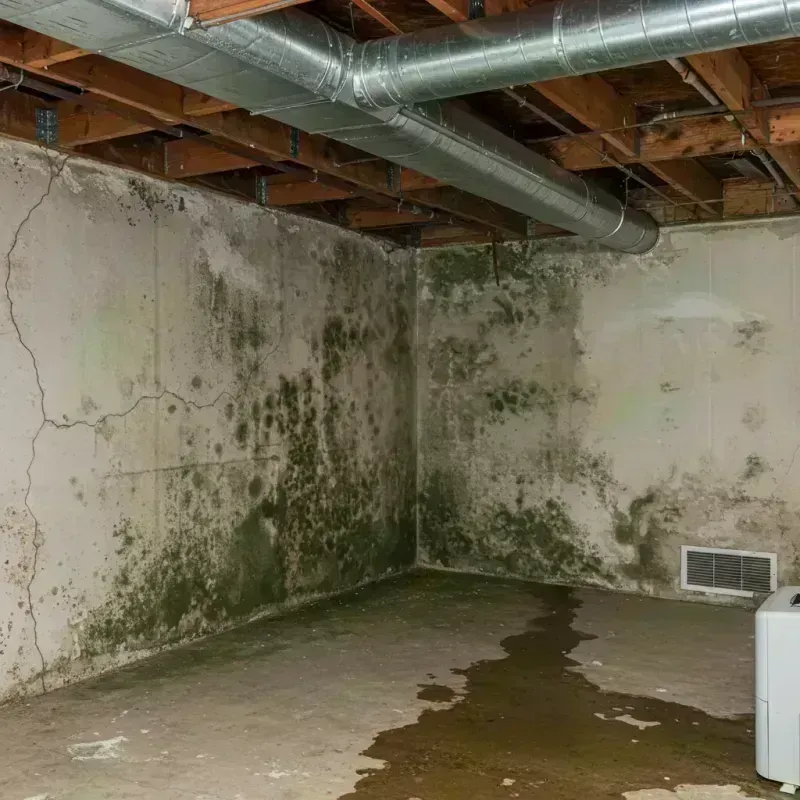 Professional Mold Removal in Haines Borough, AK